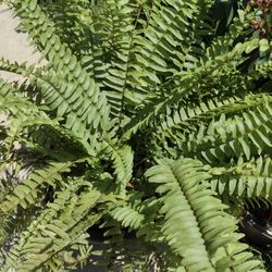 Huge Plant Sale