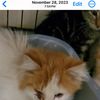 HELP For Cat Rescue