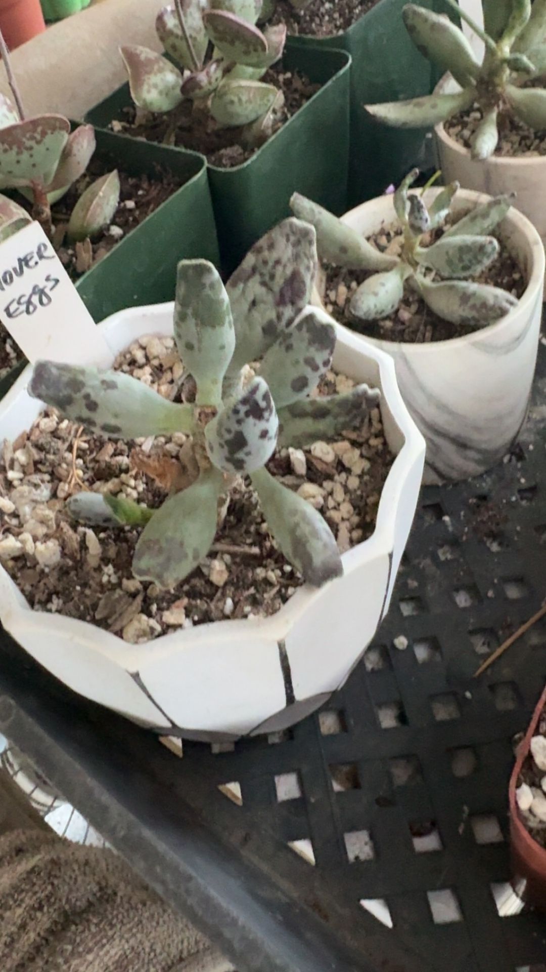 Adromischus cooperi, (Plover Eggs )