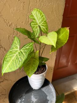 (Syngonium podophyllum