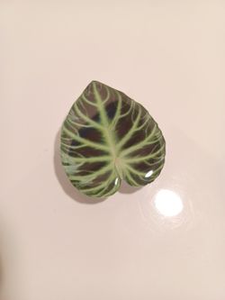 Earth Day Every Day Leaf PopSocket