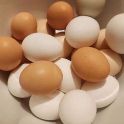 Chicken Eggs