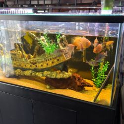 Fish Tank For Sale