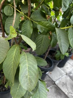 White Guava Trees With Fruit