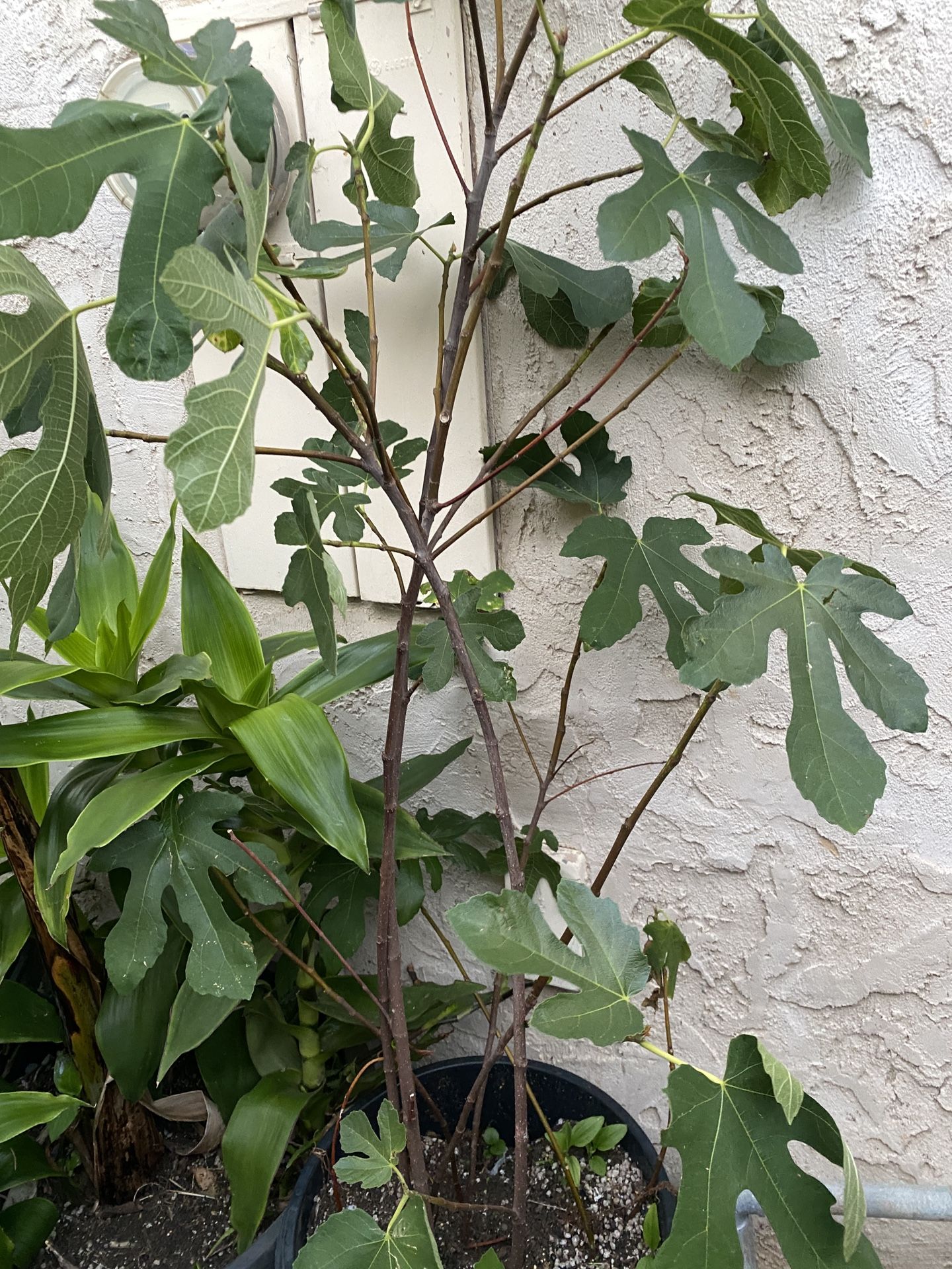 Fiddle-leaf Fig Tree