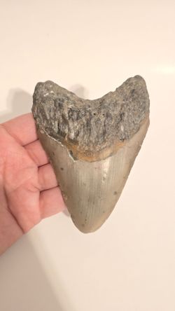 Megaladon Tooth 4.71"