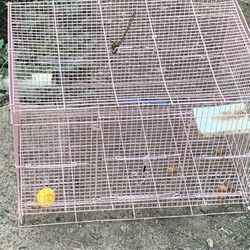 Bird Cage