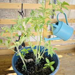Cherry Tomatoes + Basil — Perfect Mother's Day Gift! 
