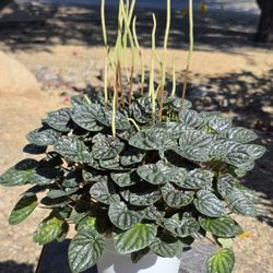 Peperomia Caperata Mendoza