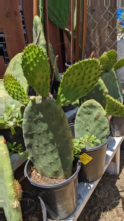 Planta de nopal madura