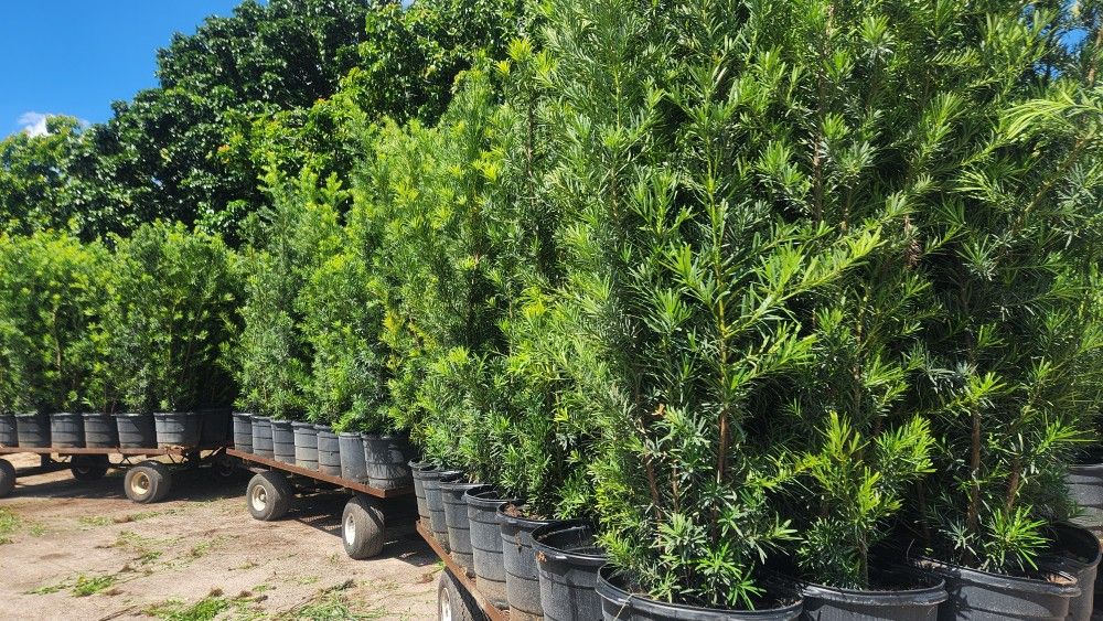 Beautiful Podocarpus Plants For Inmediate Privacy!!! 6-7 Feet Tall Measurements Over The Pot! Fertilized