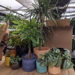 7/2/22 - I Sell Plants and Pottery for Low Prices 