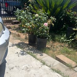 Free Plants 
