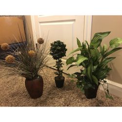 Several greenery plants in pots home decor