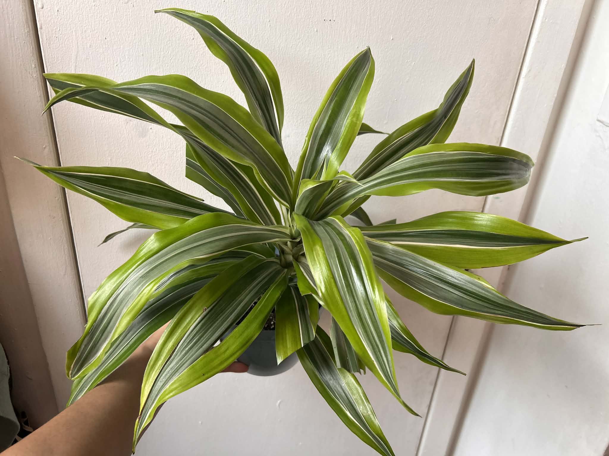 Dracaena fragans