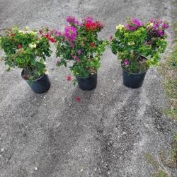 Bougainvillea Flower