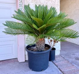 Beautiful Large Sago Palm in Large Pot