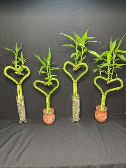 Heart Shaped Lucky Bamboo Plants($10 each)