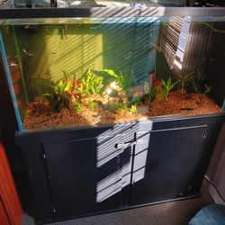 Fish Tank 120 Gallon 