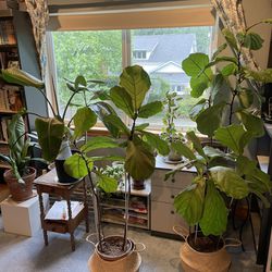 House Plants For Sale: Audrey Ficus, Fiddle Leaf, Pilea