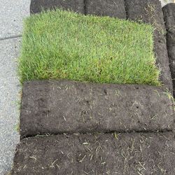Fresh Cut Sod 