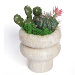 Ball Cactus Moss Desktop Bonsai A Synthesis of Desert and Forest