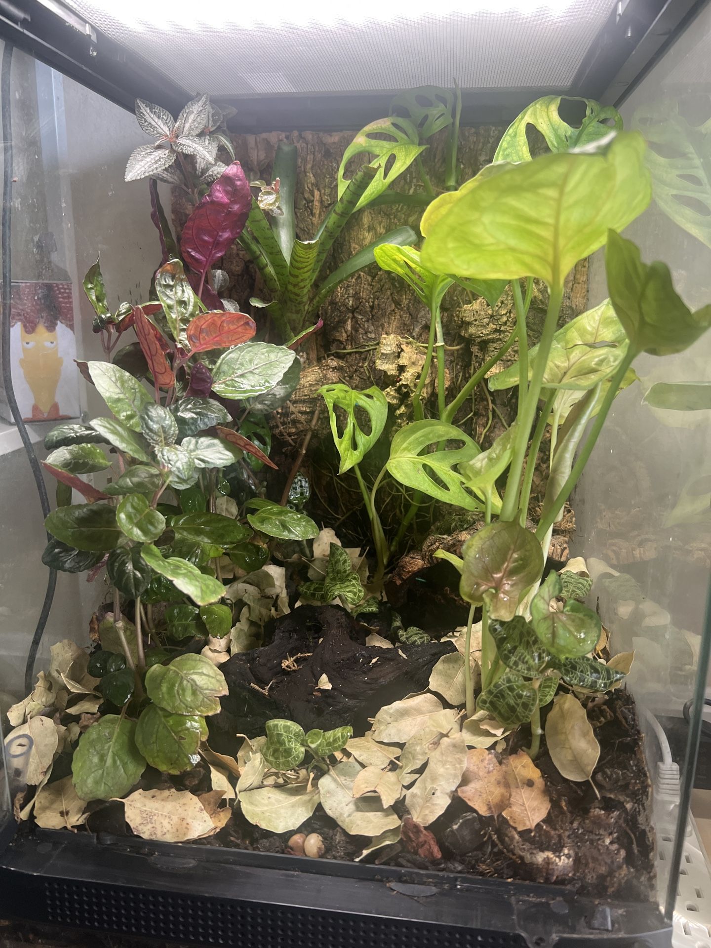Zoo Med Tank / Terrarium 