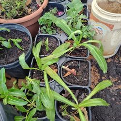 Culantro, Mexican Oregano, Peppermint And Vinca Plants