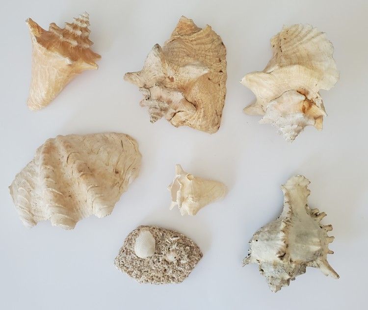 6 Seashells Home Nautical Decor Variety Sizes Conch