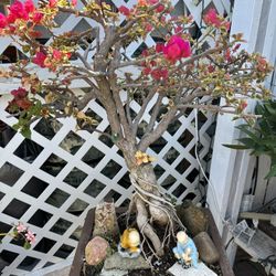 Bougainvillea Bonsai
