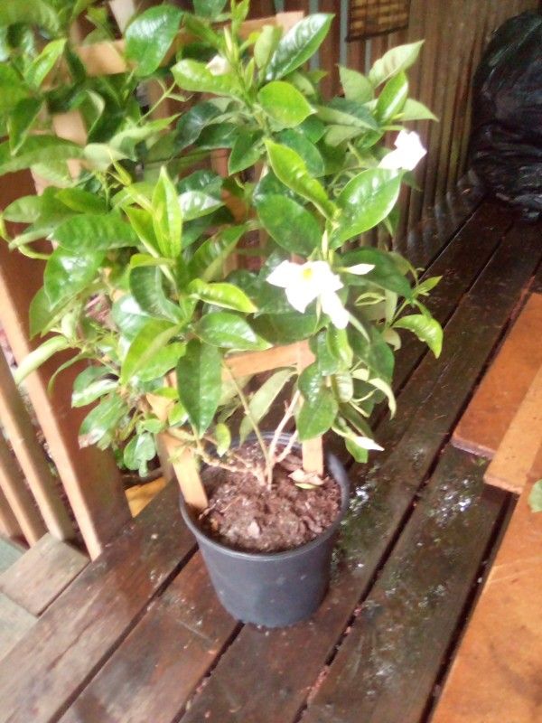 White Mandevilla