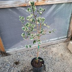 Ficus  Triangularis Plant 10" Pot