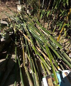 Bamboo Stalks_8-12 ft