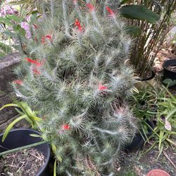 Air Plant