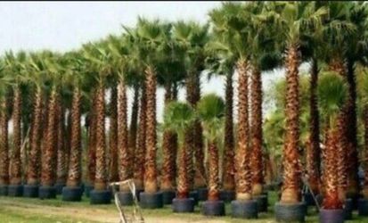 FAST-GROWING Mexican Fan Palm Tree (Washingtonia Robusta) Seeds (10+ Total)!🌴