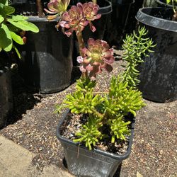 Succulent Plant / Plantas 