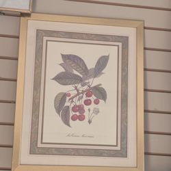 framed botanical print titled "Les Cerises Savoureuses