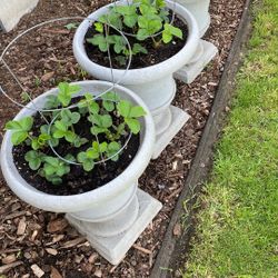 Strawberry Plants in Planters (Set of 3)