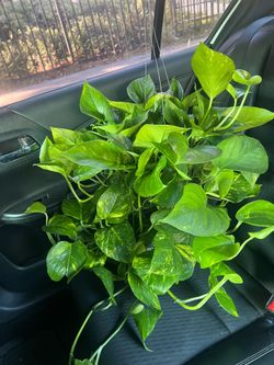 Pothos Plant -Indoor plant
