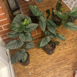 Angel Wing Begonia (multiple to choose from)