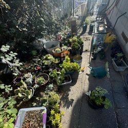 Succulents For Sale For School Fundraising 