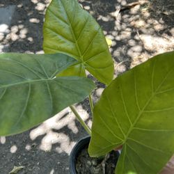 Hoja Elegante