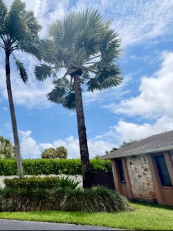 Mature Silver Bismarck Palm Tree – Buyer Removes