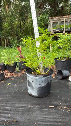 Live Pepper Plant in Nursery Pot