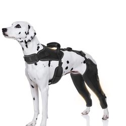 Dog Brace 
