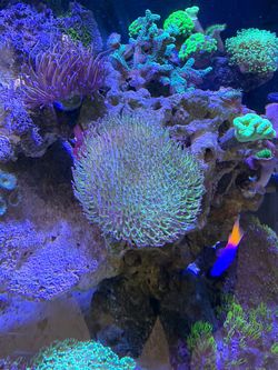 Long polyp toadstool coral for sale reef tank plastic tank breakdown