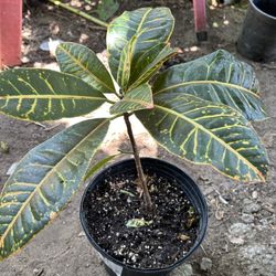 CROTON Plants