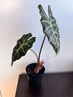 Indoor plants need to go ASAP