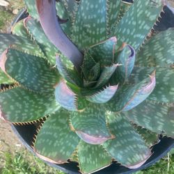 Aloe Vera Plants