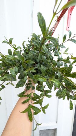 Black Padoga Lipstick Plant 6" Pot - Indoor House Plants